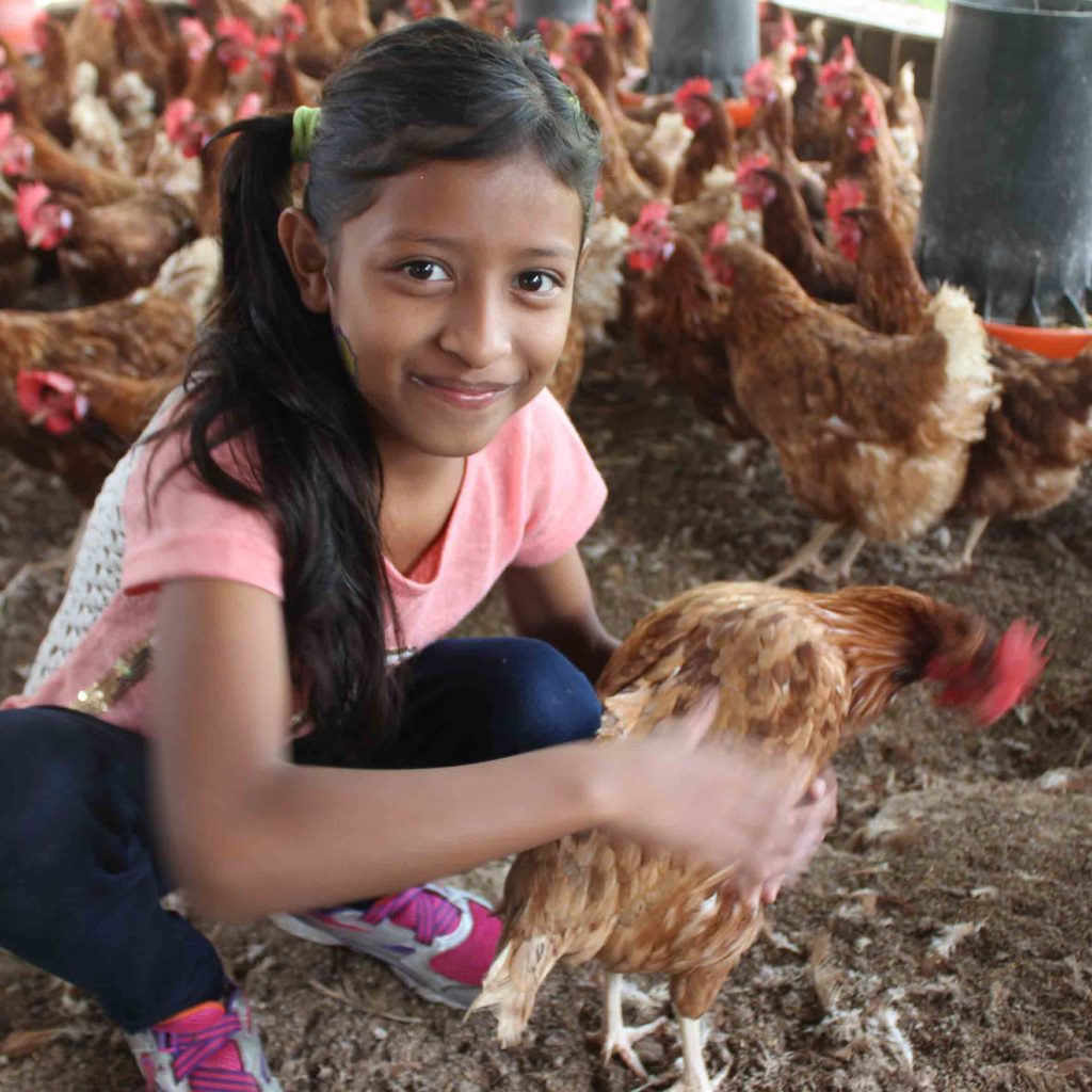 Dona a Pasqua una gallina ovaiola